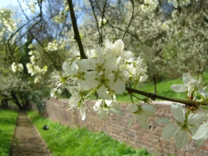 Damson blossom at Coalbrookdale Arboretum