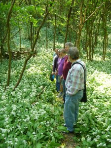 people admiring the wild garlic in the Arboretum